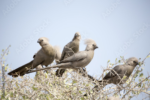 go-away-bird in Namibia on a bush
