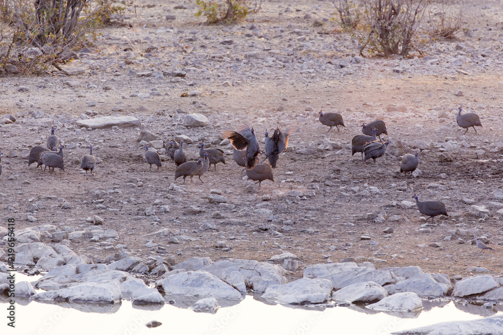 Two helmeted guineafowl fighting Two helmeted guineafowl fighting