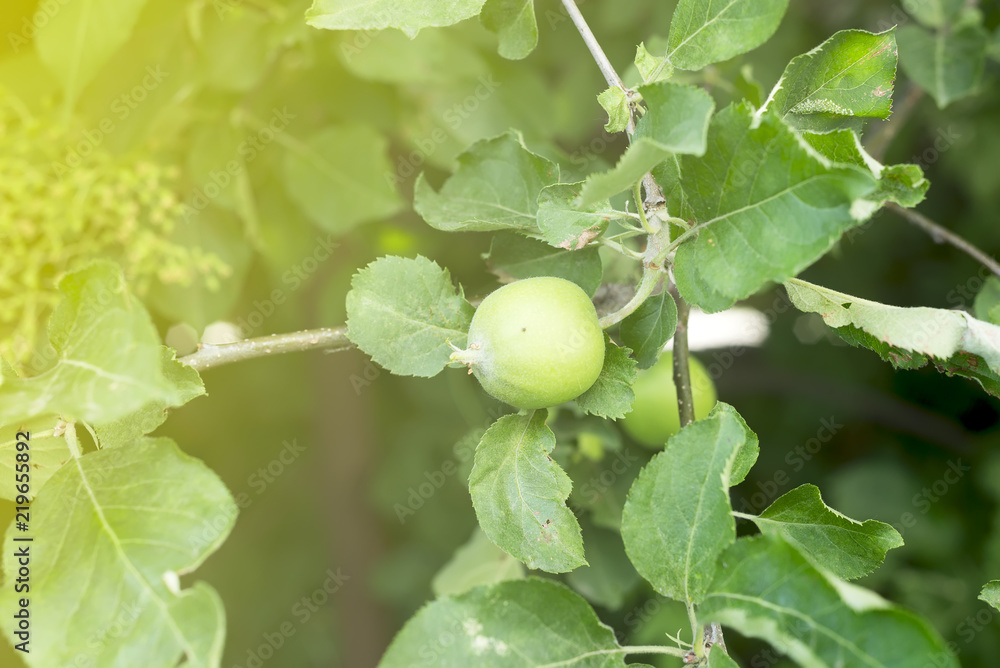 Green apples on a branch with green leaves in the farm garden. Harvest time