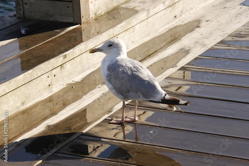 Canvas Print Mouette du port de Oslo, Norvège