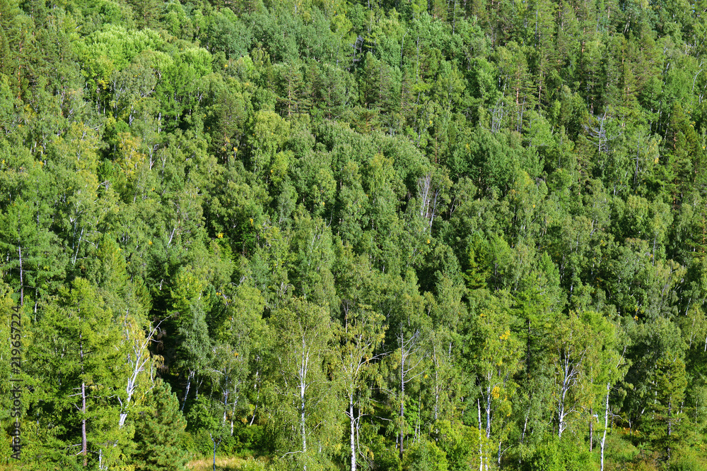 Summer forest in the afternoon. Trees are a view from above. Green Forest Summer forest in the afternoon. Trees are a view from above. Green Forest