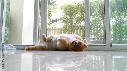 brown pomeranian dog cute pet playing joyful in home, animal grooming short hair round face style