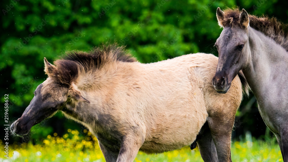 Fototapeta premium Zwei Pferde, Brüder