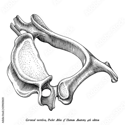 Cervical vertebra human anatomy superior lateral view hand draw vintage clip art isolated on white background