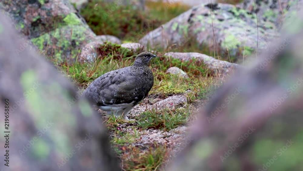 female ptarmigan (Lagopus muta) walking amongst the scree in late august in the cairngorms national park, scotland. female ptarmigan (Lagopus muta) walking amongst the scree in late august in the cairngorms national park, scotland.