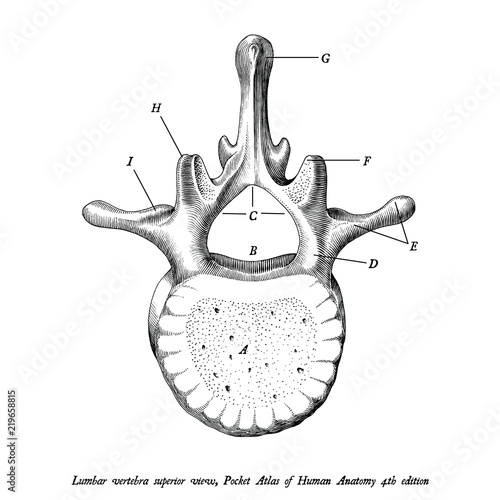 Lumbar vertebra superior view anatomy hand draw vintage clip art isolated on white background with description