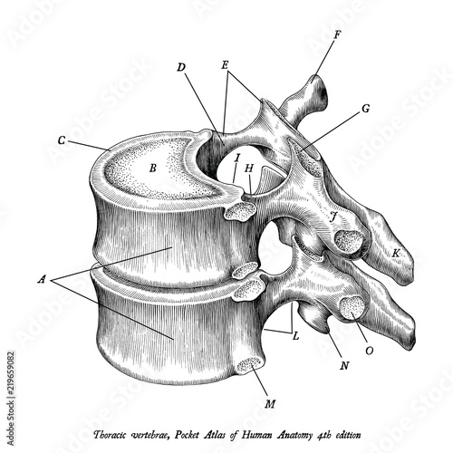 Thoracic vertebrae anatomy vintage illustration clip art isolated on white background with description photo