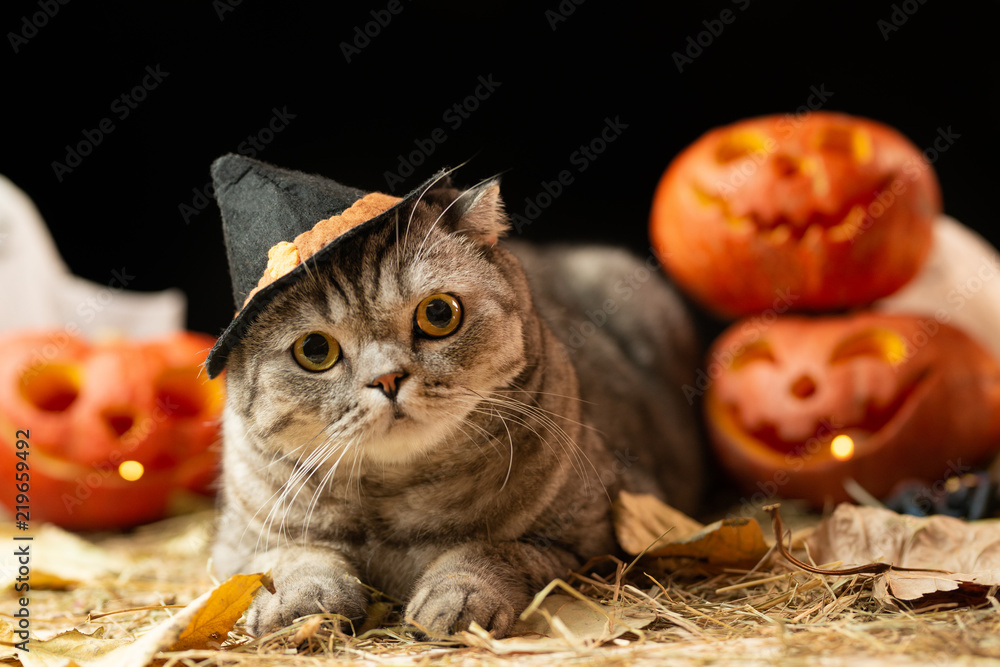 Scary halloween pumpkin Jack-o-lantern and cat in the hat on a black  background Stock Photo | Adobe Stock