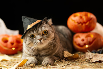 Scary halloween pumpkin Jack-o-lantern and cat in the hat on a black background