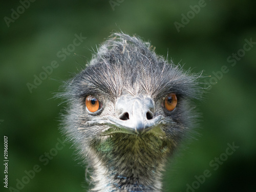Bird of Australia Emu