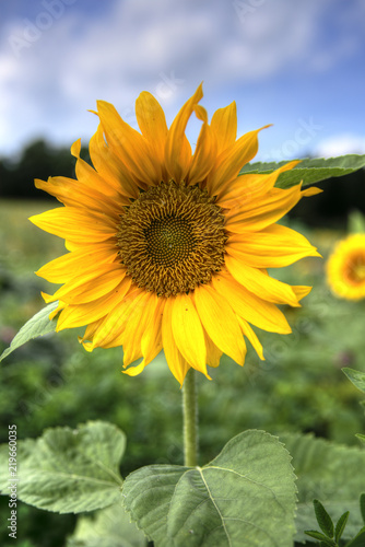 Fototapeta Naklejka Na Ścianę i Meble -  Sonnenblume