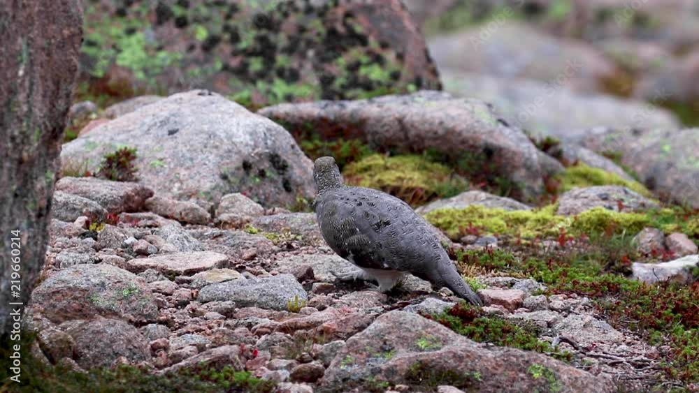 female ptarmigan (Lagopus muta) walking amongst the scree in late august in the cairngorms national park, scotland. female ptarmigan (Lagopus muta) walking amongst the scree in late august in the cairngorms national park, scotland.