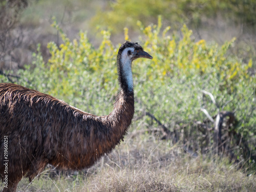 Bird of Australia Emu