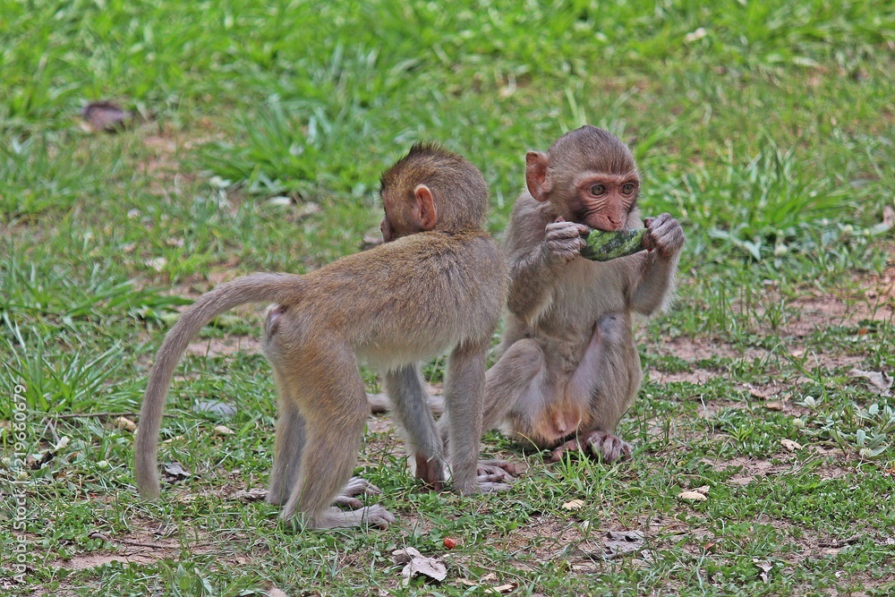 Animals, the monkeys are eating food, they receive the food from people ...