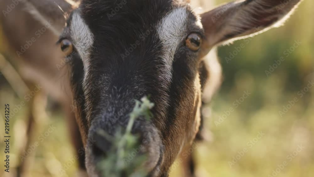 A man feeds a goat with grass from his hands. Closeup slow motion video A man feeds a goat with grass from his hands. Closeup slow motion video