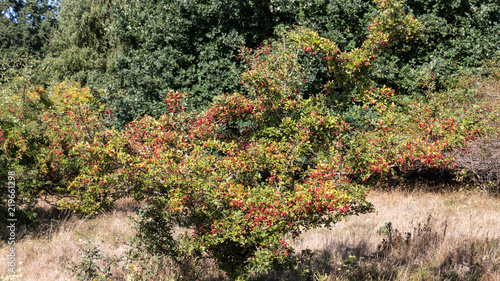 Hawthorn in the nature reserve Höltigbaum
