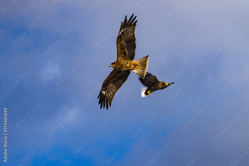 Obraz premium バトル