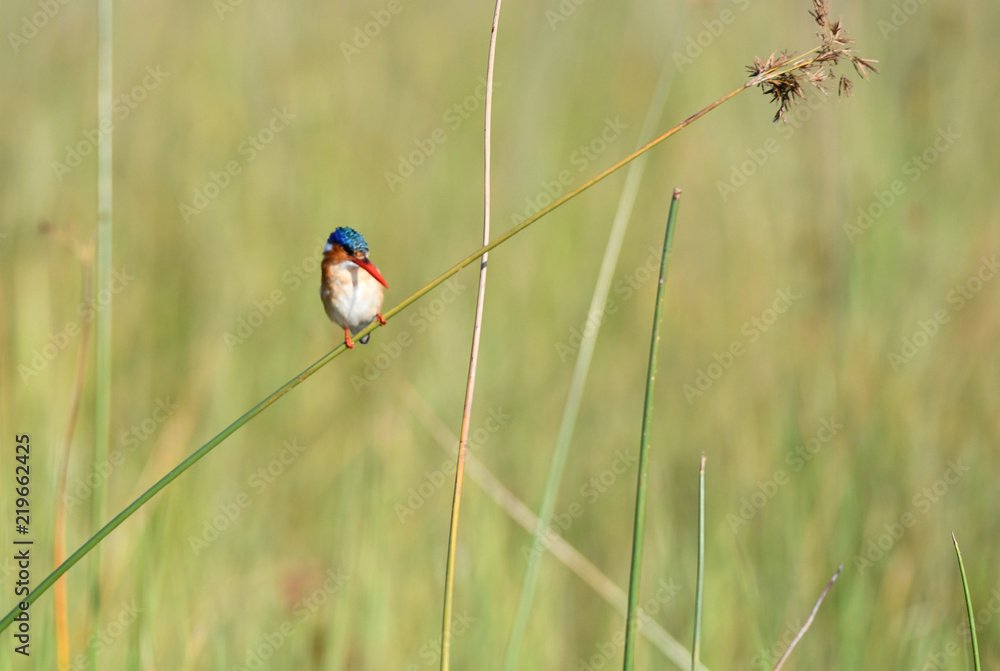 Malachite Kingfisher