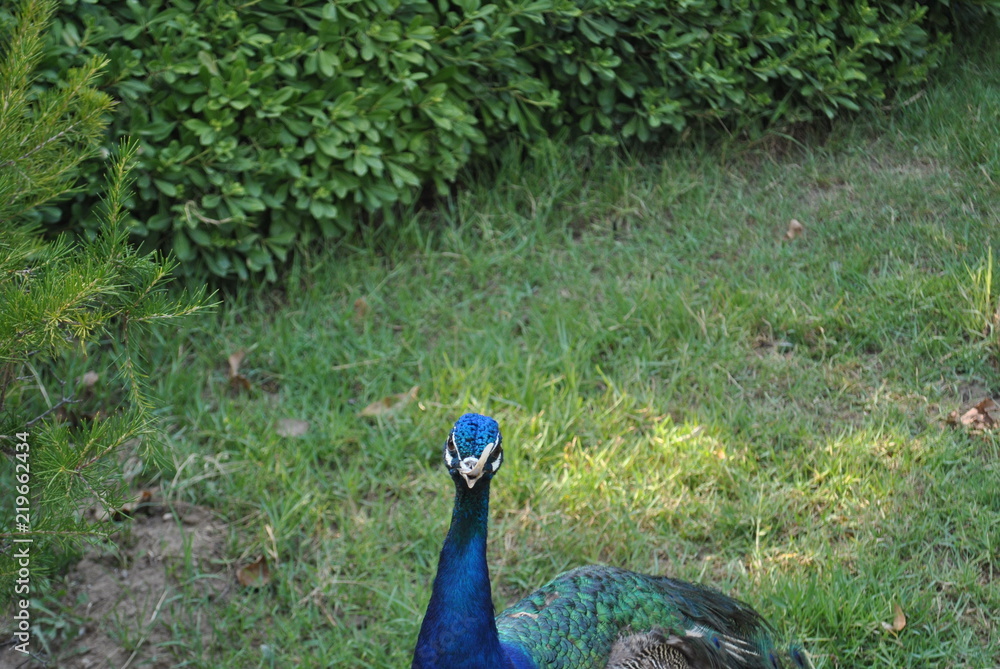 Obraz premium beak curve peacock