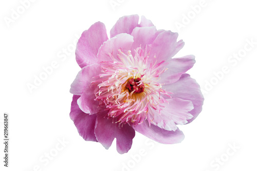 A peony flower with white-pink petals and a bright core.