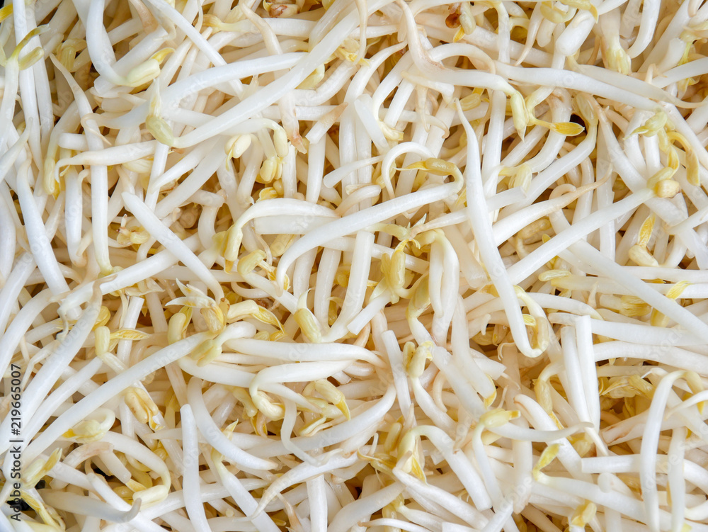 food background texture mung bean sprout food background texture mung bean sprout