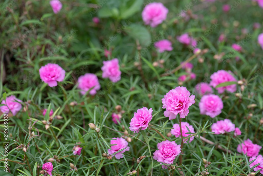 Obraz premium pink flowers