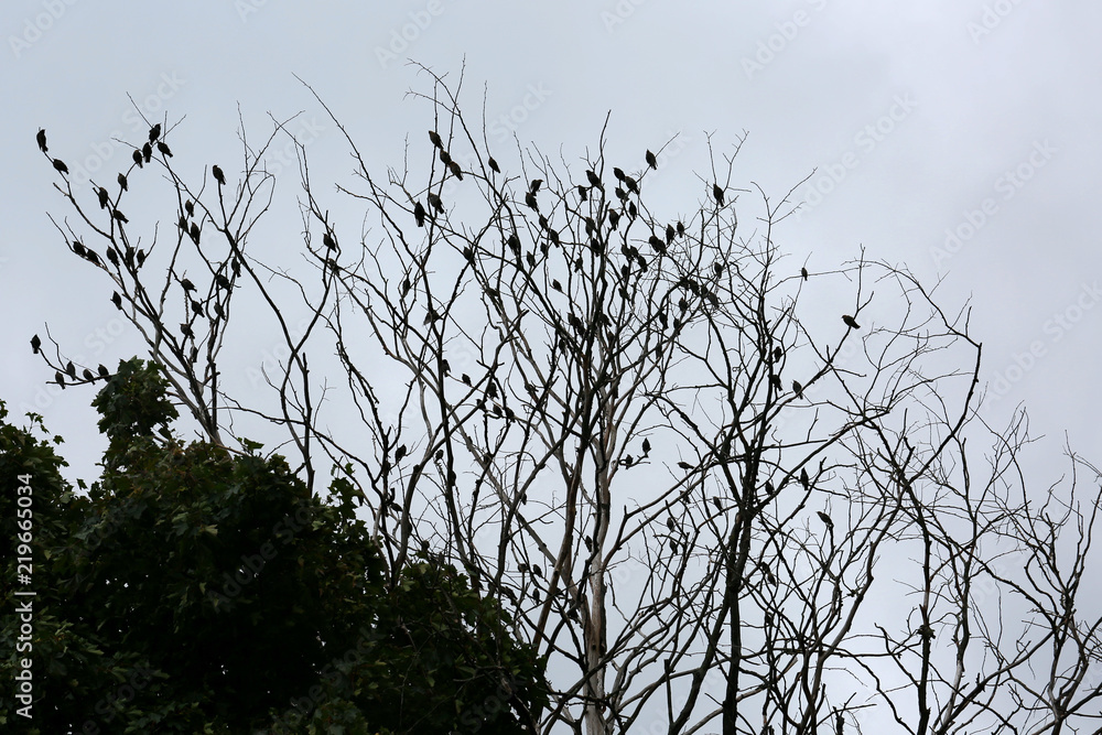 Fototapeta premium birds on the tree