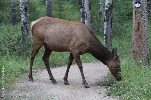 Elk On The Trail, Jasper National Park, Alberta