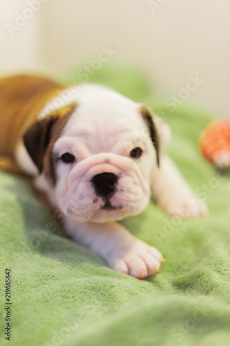 white American Bulldog on color floor.Beautiful and cute American Bulldog puppy.american bulldog sitting