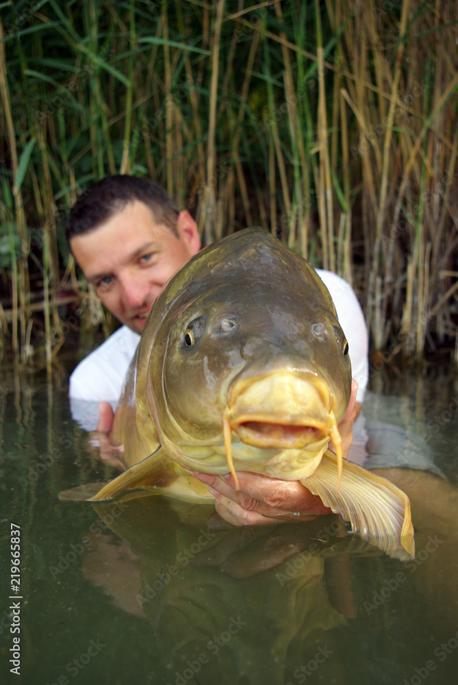 © sablin - Scène de pêche en eau douce. pêcheur tenant une grosse carpe miroir prise dans un étang. pêcheur relâchant sa prise © sablin - Scène de pêche en eau douce. pêcheur tenant une grosse carpe miroir prise dans un étang. pêcheur relâchant sa prise