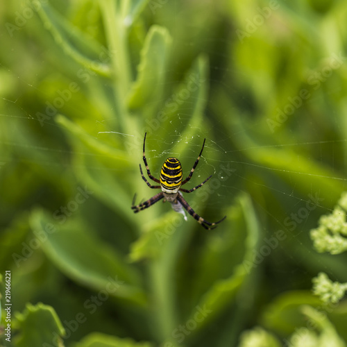 wasp spider in the garden