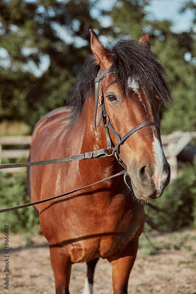Beautiful brown horse, close-up of muzzle, cute look, mane, background of running field, corral, trees Beautiful brown horse, close-up of muzzle, cute look, mane, background of running field, corral, trees