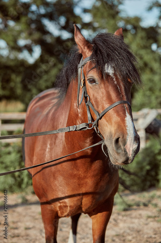 Beautiful brown horse, close-up of muzzle, cute look, mane, background of running field, corral, trees
