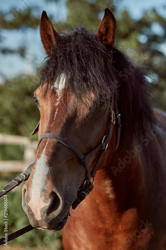 Beautiful brown horse  close-up of muzzle  cute look  mane  background of running field  corral  trees