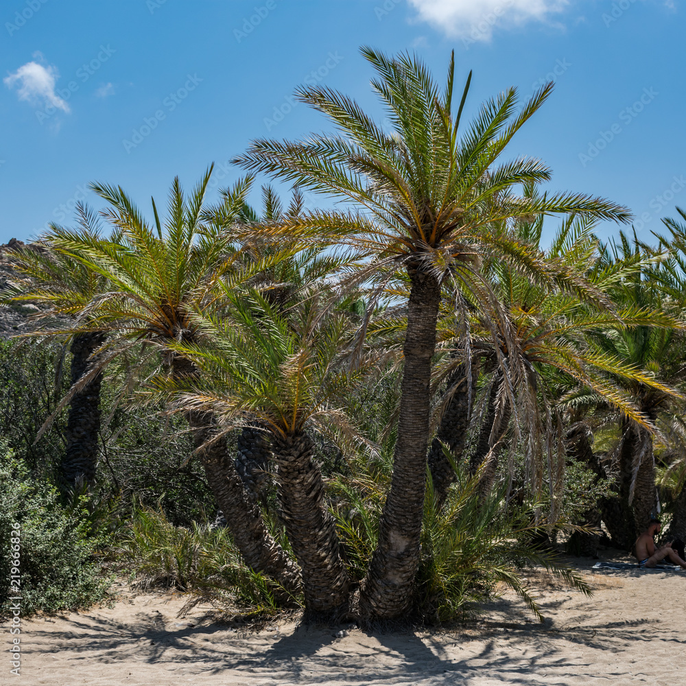 Obraz premium Palm forest. Summer vacation.