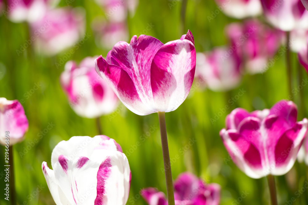 Violet and white color of blooming tulip flower in garden background Violet and white color of blooming tulip flower in garden background