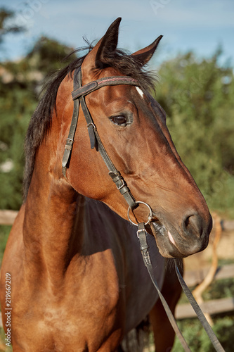 Fototapeta Naklejka Na Ścianę i Meble -  Beautiful brown horse, close-up of muzzle, cute look, mane, background of running field, corral, trees