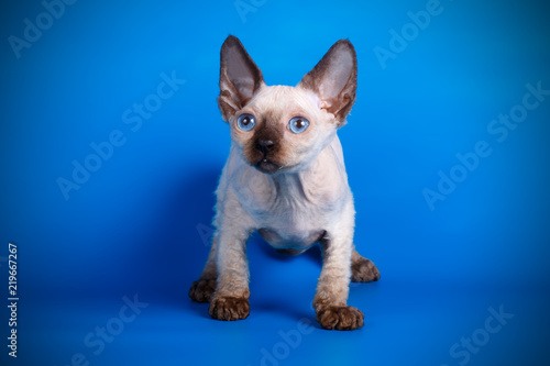 Devon rex cat on colored backgrounds