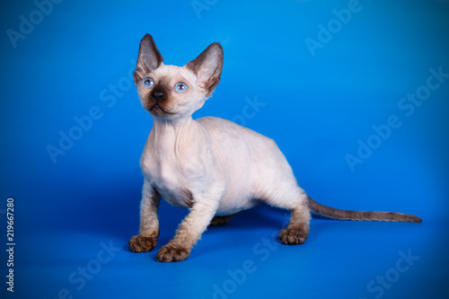 Wallpaper Mural Devon rex cat on colored backgrounds Torontodigital.ca