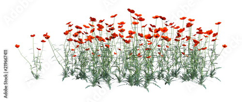 Fototapeta Naklejka Na Ścianę i Meble -  3D Rendering Red Poppy Flowers on White
