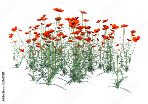 Fototapeta Naklejka Na Ścianę i Meble -  3D Rendering Red Poppy Flowers on White