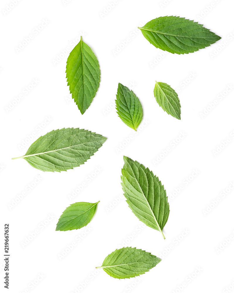 Small and big leaves of mint herbal - obrazy, fototapety, plakaty 