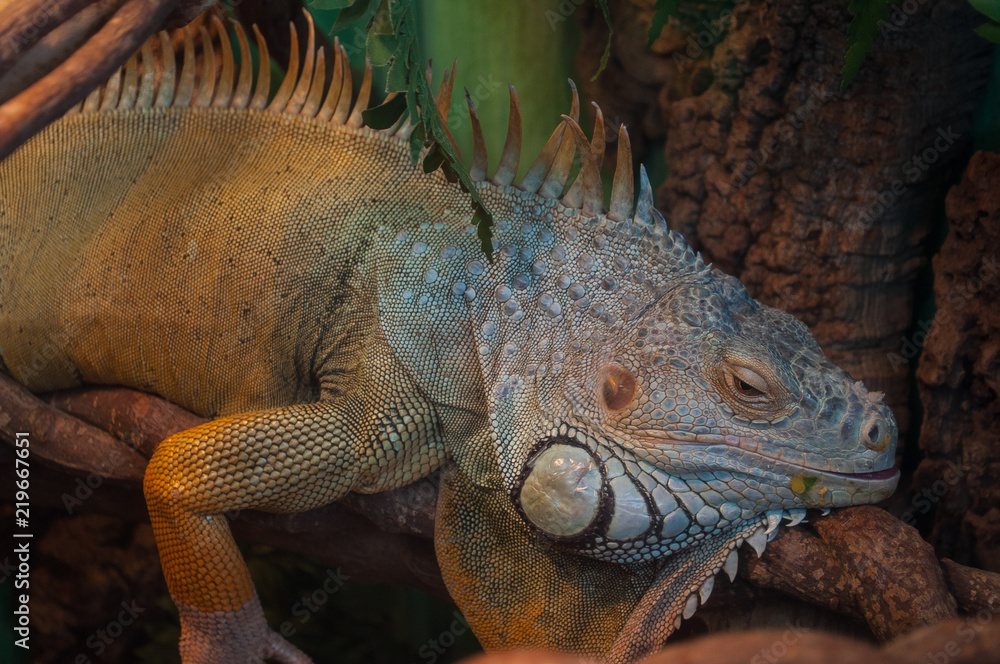 Fototapeta premium Lizard Green Iguana (also known as Common or American iguana) on branch in the forest background