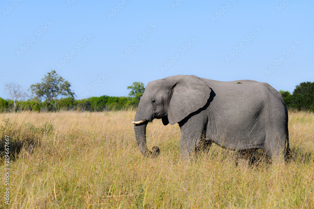 Elephant in Chobe National Park Botswana Elephant in Chobe National Park Botswana