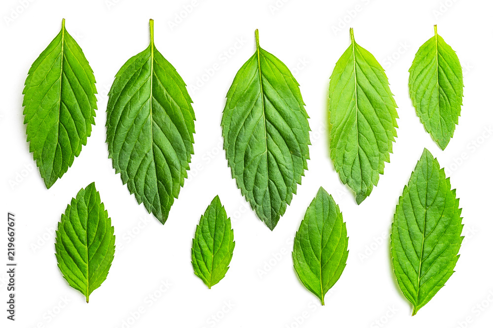 Set of mint leaves Set of mint leaves