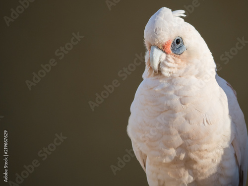 little corella, bare-eyed cockatoo, blood-stained cockatoo, short-billed corella, little cockatoo, blue-eyed cockatoo