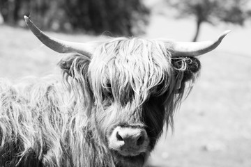 Ingelijste posters Schotse hooglander Hooglander zwart-wit portret  © s99