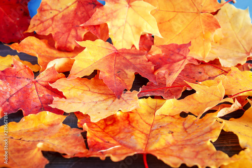 Autumn leaves closeup .Autumn season concept