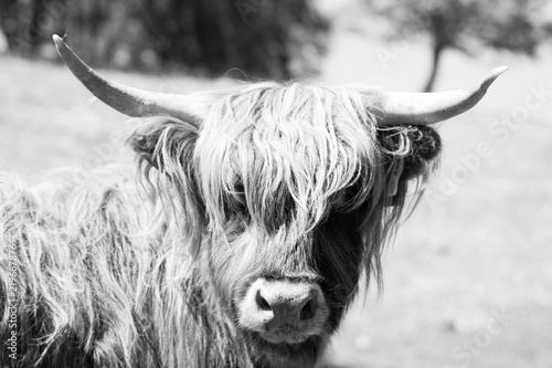 Scottish Highlands cow in black   white