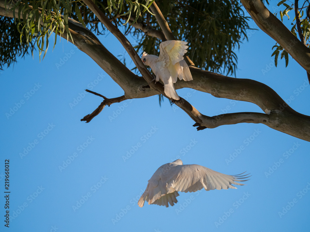 little corella, bare-eyed cockatoo, blood-stained cockatoo, short-billed corella, little cockatoo, blue-eyed cockatoo little corella, bare-eyed cockatoo, blood-stained cockatoo, short-billed corella, little cockatoo, blue-eyed cockatoo